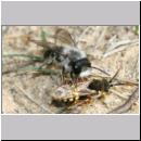 Andrena vaga - Weiden-Sandbiene -11- 05 mit Nomada lathburina Maennchen.jpg